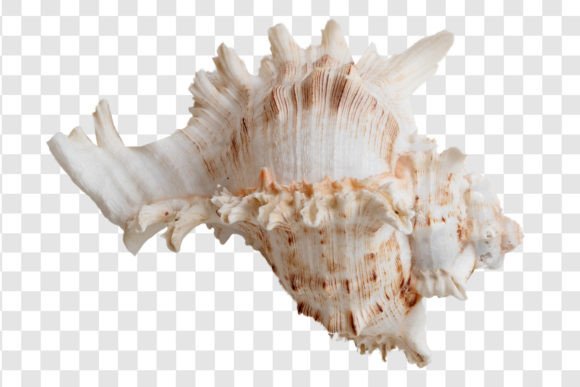 Download #1924 Beige Seashell Isolated - 1924 Collection